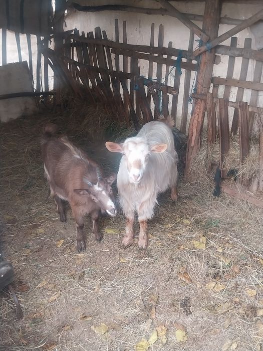 Vând două capre  detali în privat