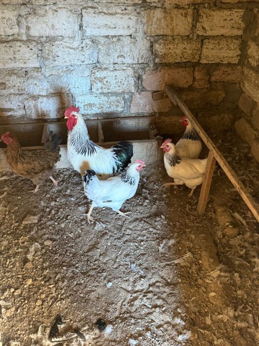 Адлер 5тауық 1әтеш сатылады