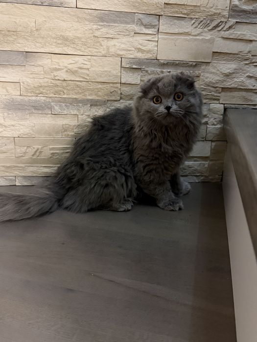 Motanel scottish fold long hair