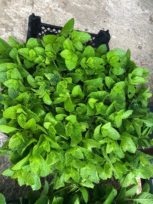 Vand Menta olandeza