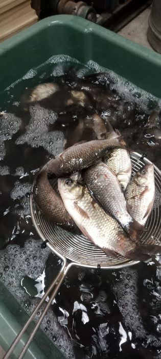 Продается живец карасик