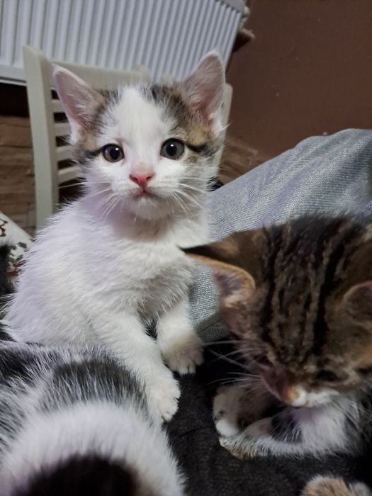 отдам даром в хорошие руки