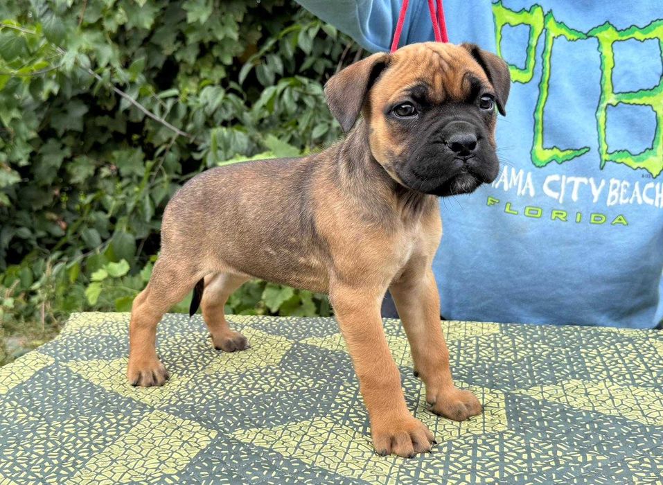 Cane corso 2 luni