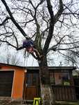 Arborist atestat, toaletari, doborâri copaci, peisagistica