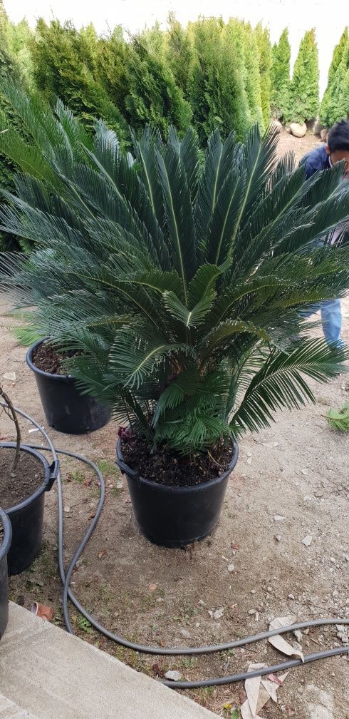 palmieri cycas mai multe dimensiuni