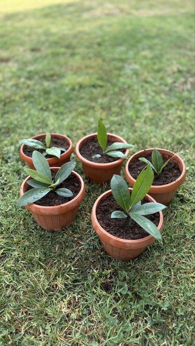 magnolie grandiflora