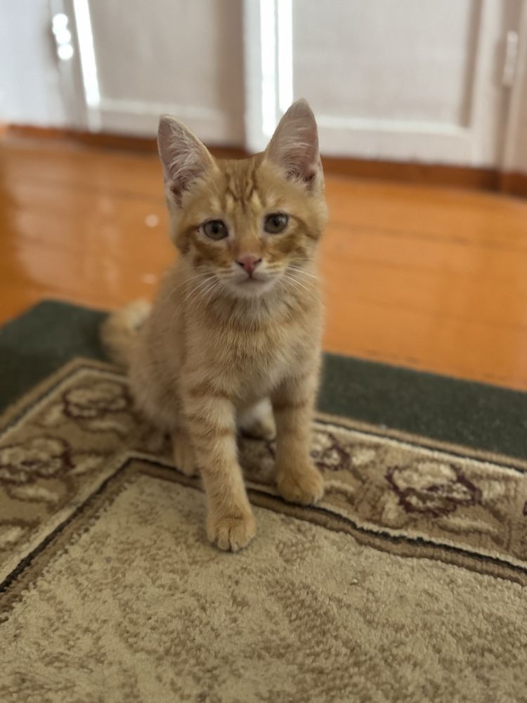 Ищем дом для котенка
