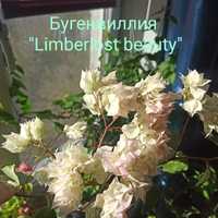 Бугенвиллия махровая белая - сорт "Limberlost beauty"
