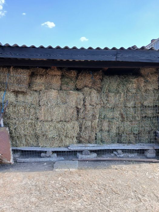 Vând o oaie și baloți fân