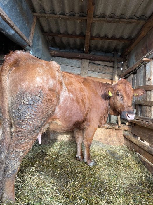 Vacă de vânzare

Vând sau schimb pe oi vacă Angus tânără cu lapte!