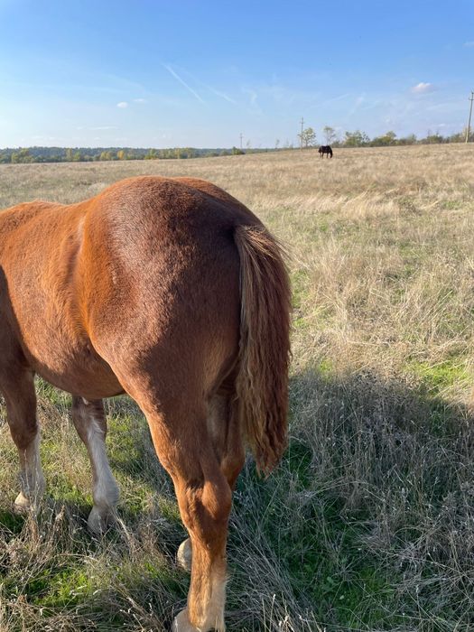 Vand cârlan 3,5 luni