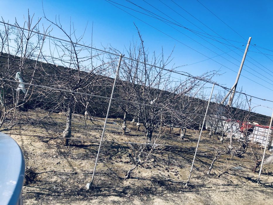 Сатылады Алма , виноград туптері 5-6 жылдық