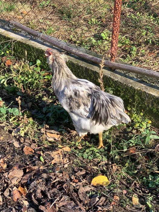 Vand Cocosi Araucana