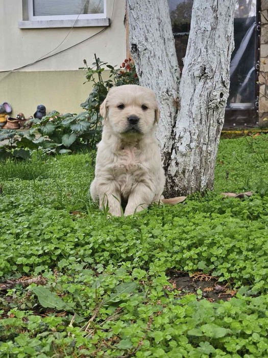 Голдън Ретривър кутрета
