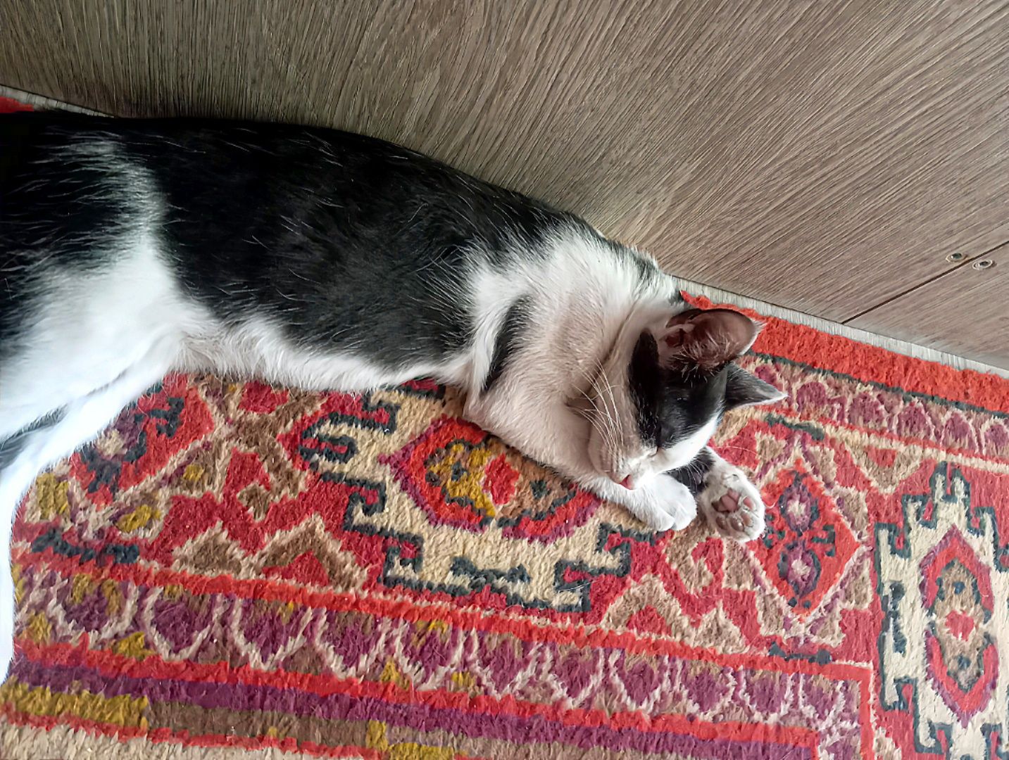 2 Котёнока оба мальчики братья отдам дарам
