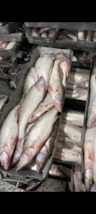 Свежемороженные Судак