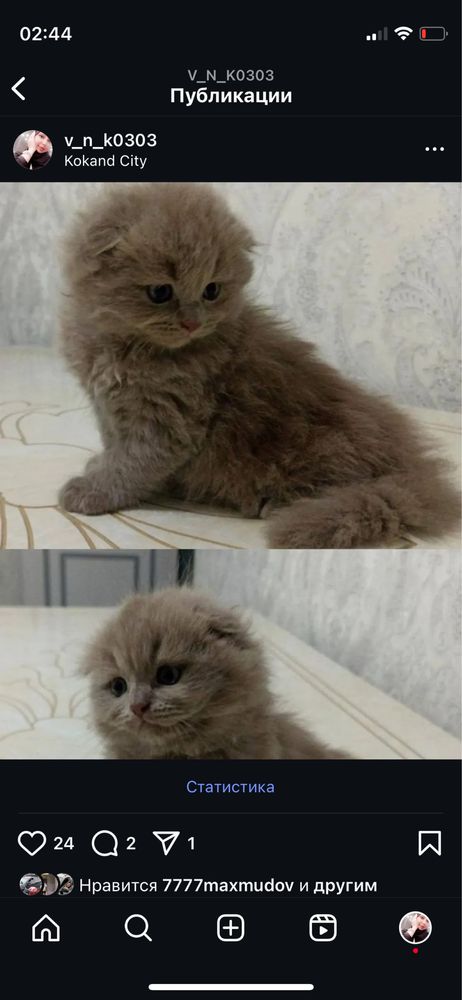 Котята на продажу 1мальчик 1девочка родители привозные