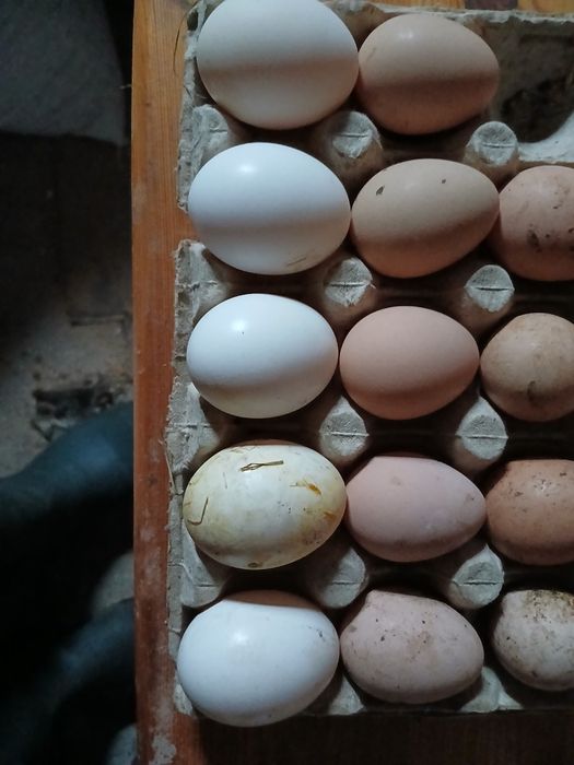 Band oua de bibilica pt incubat