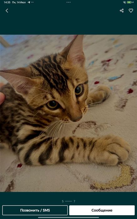 Бенгал чистокровный