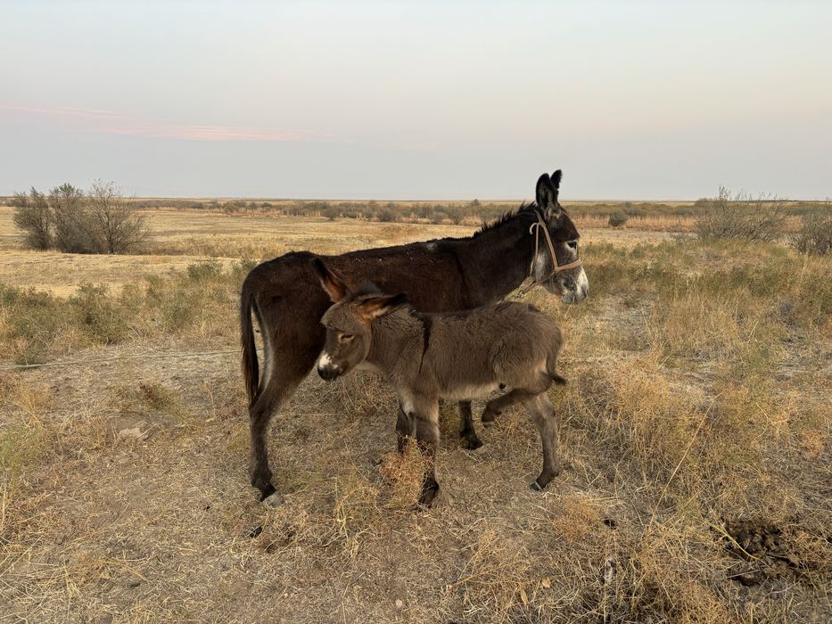 Буаз ешек құлынымен сатамын, Домалак ана ауылы, Байдібек ауданы. 3 в о