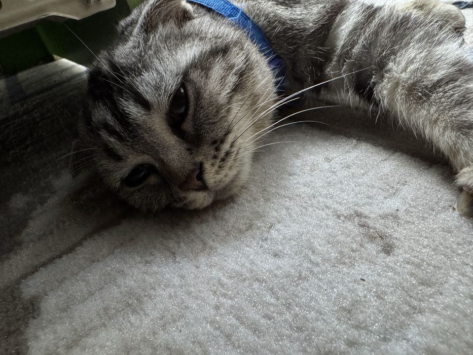 Scotish fold mushugi