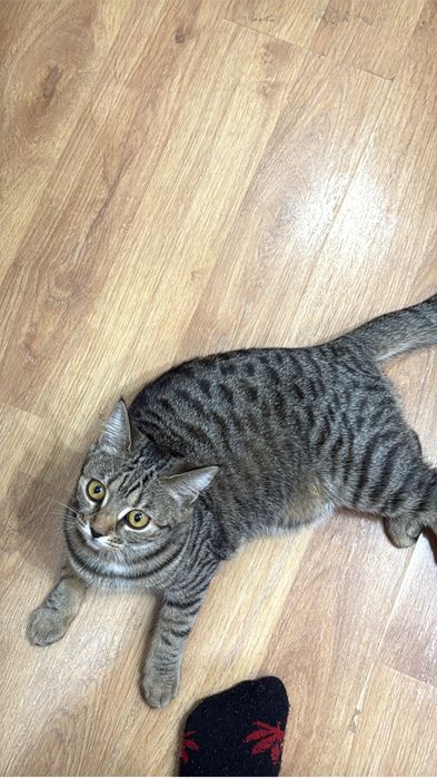 Отдам в хорошие руки кошечку