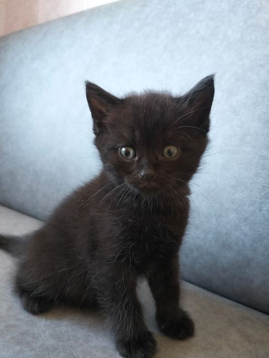 3 черных котенка