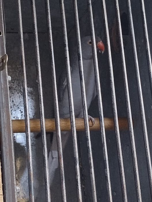 Papagali micul Alexander