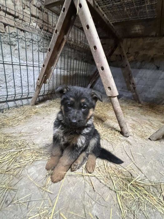 Продавам Немски Овчарки