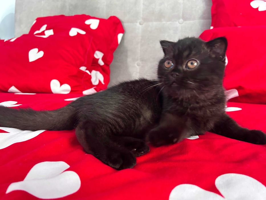 Rasă pură Scottish Fold, motănel cu pedigree și Carnet de Sănătate