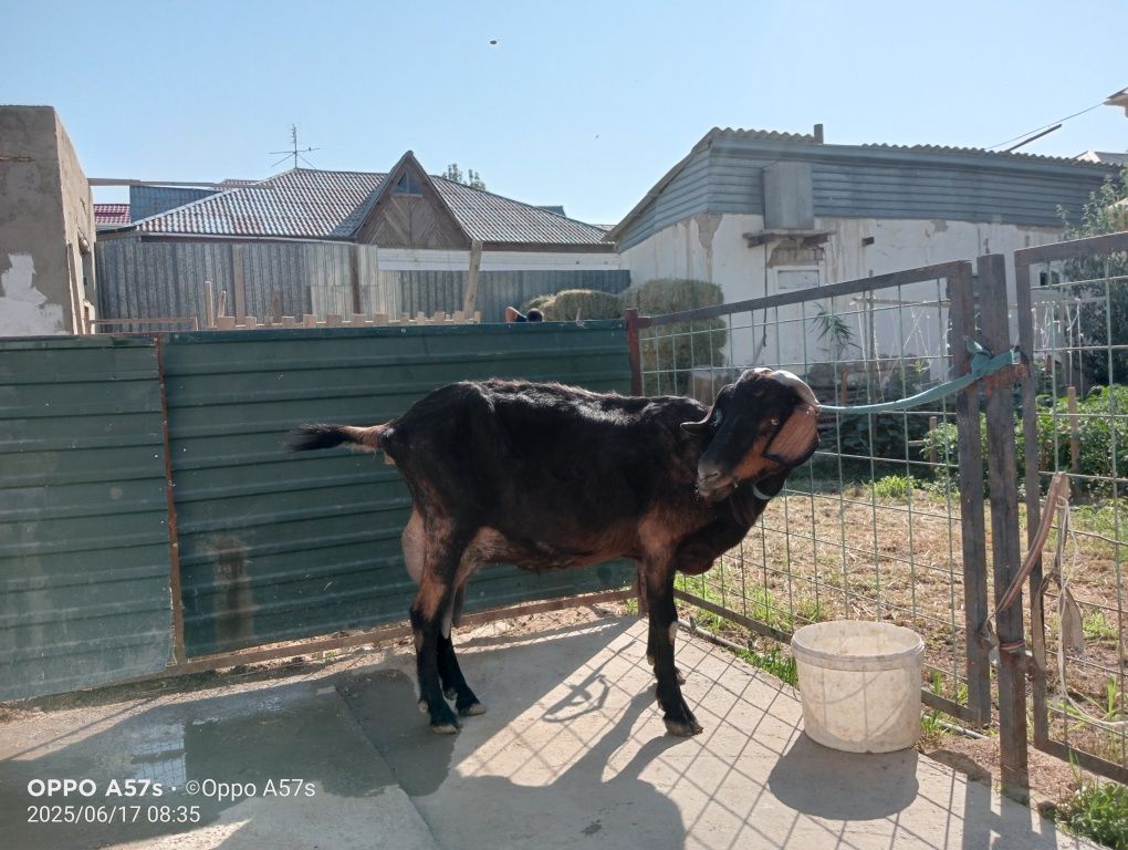 Сүтті ешкілер сатылады