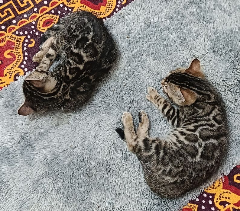Бенгальские котята