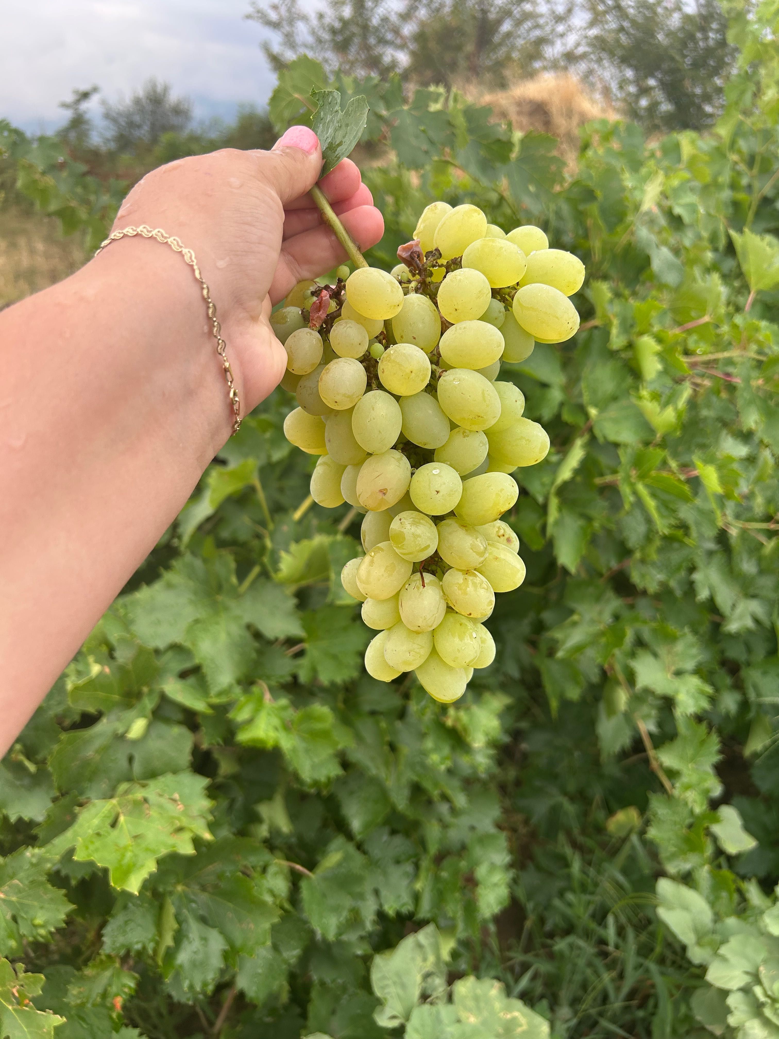 Продавам десертно грозде
