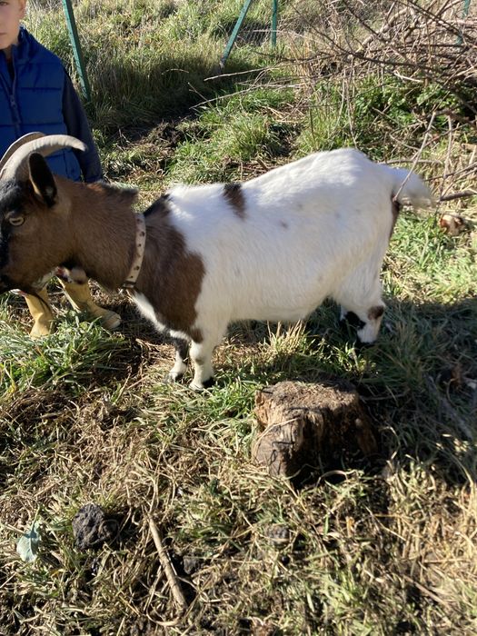 Caprita  pitica de companie