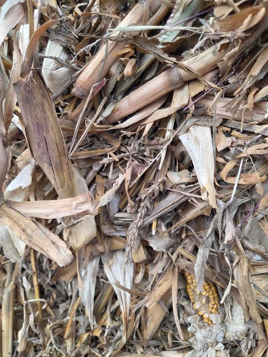 Vând 200 baloti de tulei