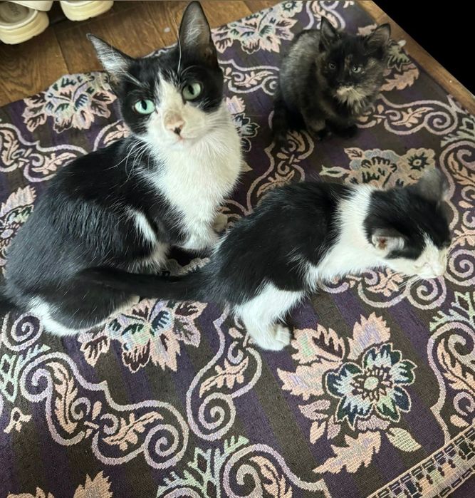 Кошки бесплатно.