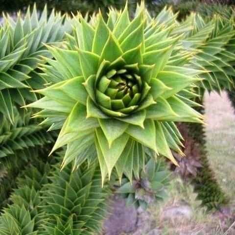 Араукария, Чилийски бор -Araucaria araucana
