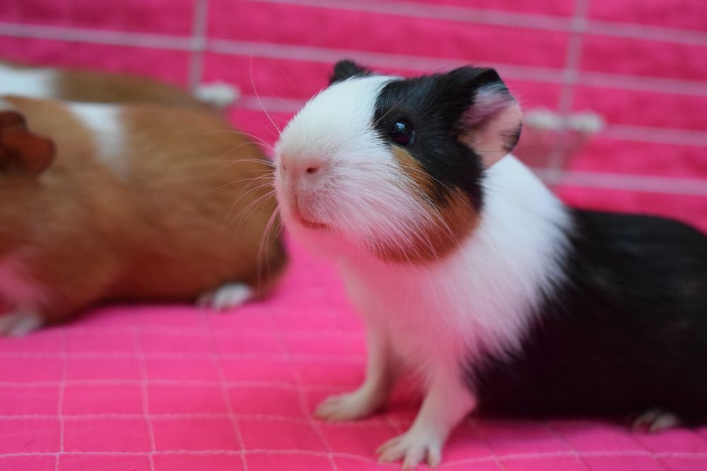 Porcușori de guinea