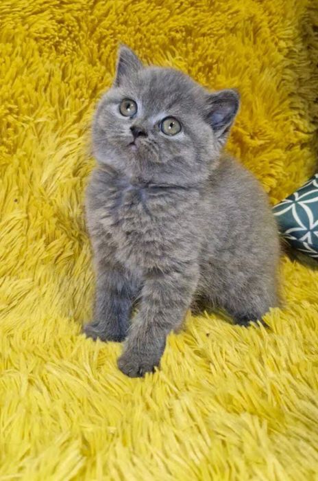 British Shorthair Blue