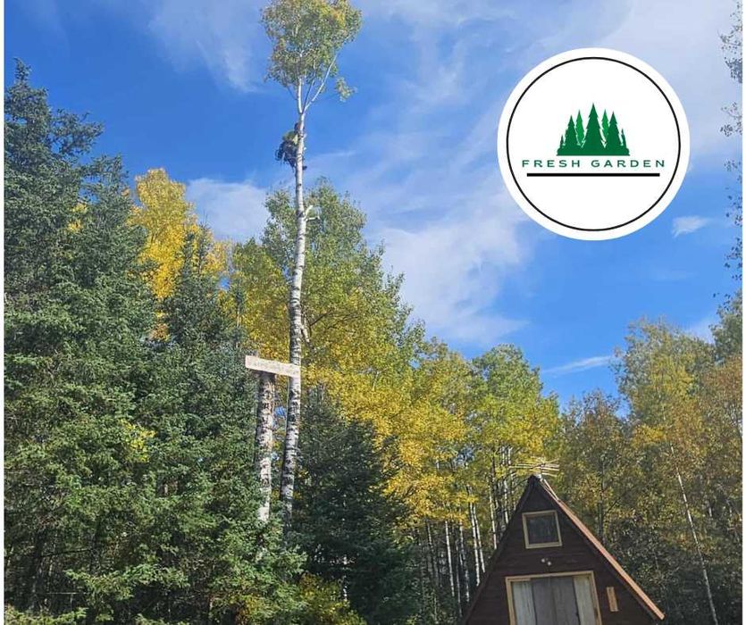 Servicii Arboristică Profesionale-Tăieri,Toaletări,Curatari Copaci