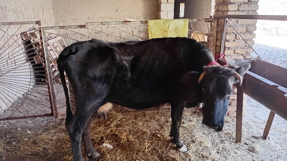 Sirgr bolasi novoscha