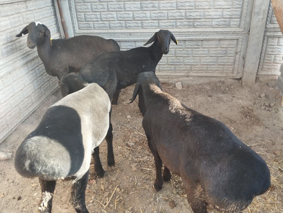 6 oyli soglom qochqorlar