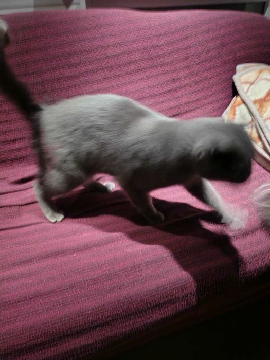 Късокосместа Британка