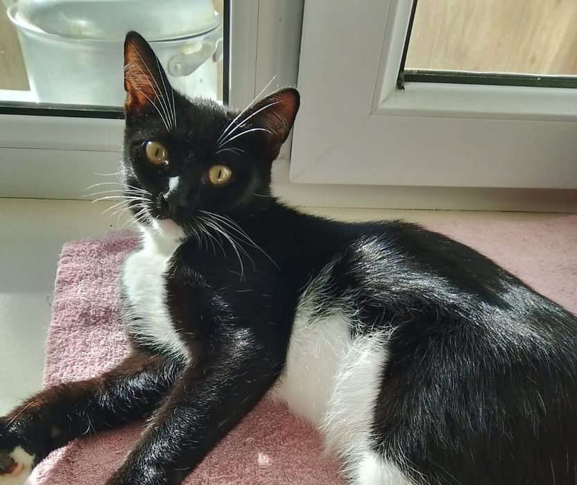 Красавец-кот ищет любящий дом!