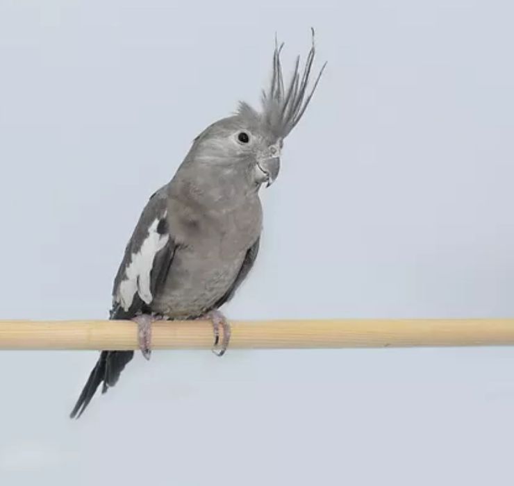 кареллы пары белый и серый безщекой. белый самец серый самка