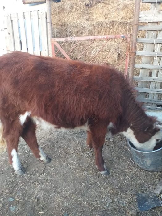 Қашар 1,5 жаста, семіз