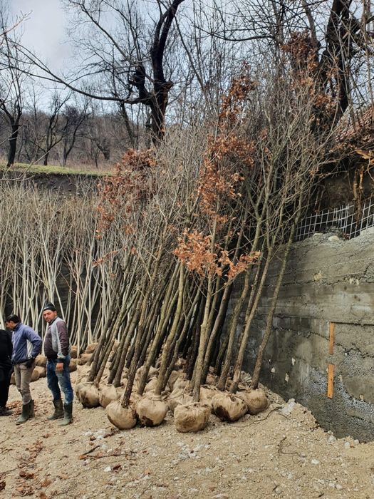 Mesteacan alb bentula oriunde in tara la pret minim garantat