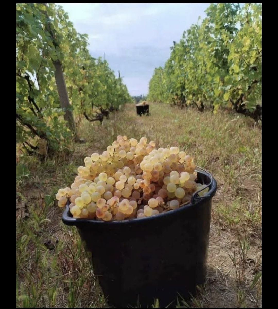 Struguri de Vin recoltă 2025