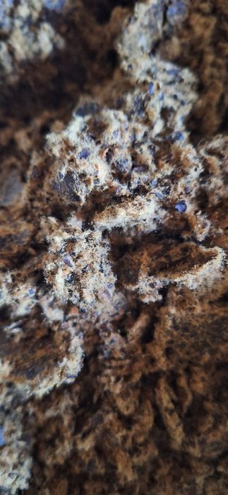 Ekalogik toza kunjara