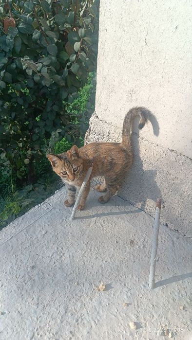 Отдам даром! Котята в хорошие руки